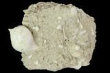 Eocene Fossil Gastropod (Sycostoma) - Damery, France #103867-1